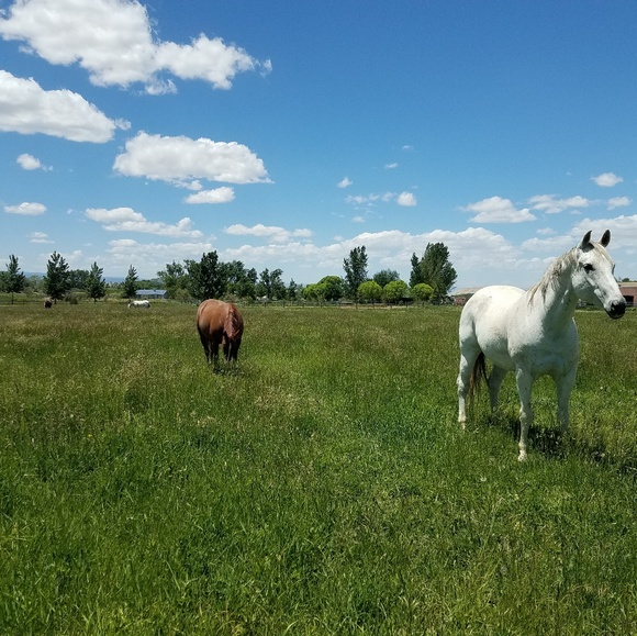 horseshowmom786